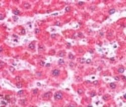 IFT74 Antibody, Novus Biologicals 0.1mg; Unlabeled:Antibodies, Polyclonal