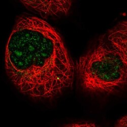 Ift80 Antibody, Novus Biologicals 25 &mu;L, Unconjugated:Antibodies, Polyclonal