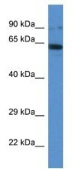 Ift80 Antibody, Novus Biologicals:Antibodies:Primary Antibodies