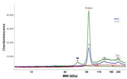 IGF2BP1 Antibody, Novus Biologicals:Antibodies:Primary Antibodies