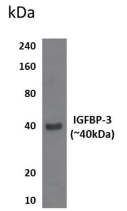 IGFBP-3 Antibody (RM0096-11B16) - Azide and BSA Free, Novus Biologicals