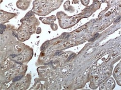 IGFBP-5 Antibody (MM0344-8D21) - Azide and BSA Free, Novus Biologicals