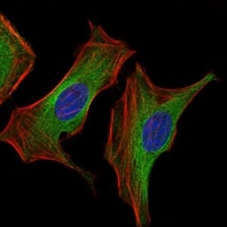 IGF-II/IGF2 Antibody (8H1) - BSA Free, Novus Biologicals 0.1mL; Unlabeled:Antibodies,