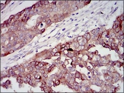 IGF-II/IGF2 Antibody (8H1) - BSA Free, Novus Biologicals 0.1mL; Unlabeled:Antibodies,