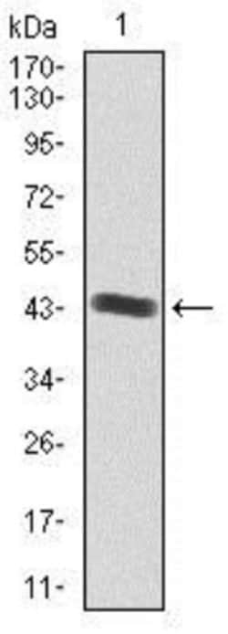 IGF-II/IGF2 Antibody (8H1) - BSA Free, Novus Biologicals 0.1mL; Unlabeled:Antibodies,