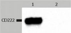 IGF-II R/IGF2R Antibody (MEM-238) - BSA Free, Novus Biologicals 0.1mg;