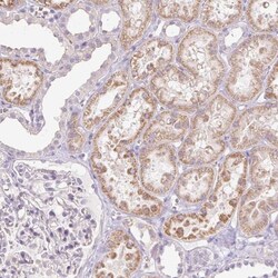 IGFL-3 Antibody, Novus Biologicals 0.1mL; Unlabeled:Antibodies, Polyclonal