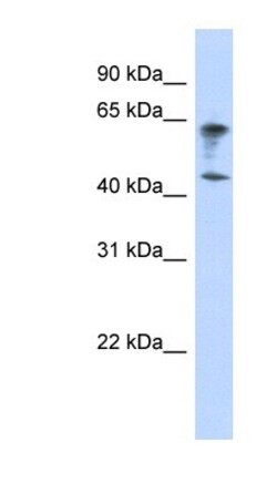 VSIG3/IGSF11 Antibody, Novus Biologicals:Antibodies:Primary Antibodies