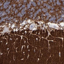 IGSF4B/SynCAM3/CADM3 Antibody, Novus Biologicals:Antibodies:Primary Antibodies