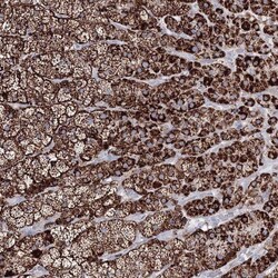 IGSF9 Antibody, Novus Biologicals 0.1mL; Unlabeled:Antibodies, Polyclonal