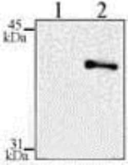 IkB-alpha, p Ser32, p Ser36 Antibody (39A1413) - BSA Free, Novus Biologicals:Antibodies:Primary