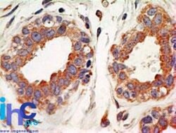 IkB-alpha Antibody (6A920) - BSA Free, Novus Biologicals 0.1mg; Unlabeled:Antibodies,