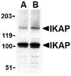 IKBKAP Antibody - BSA Free, Novus Biologicals 0.025 mg, Unconjugated:Antibodies,
