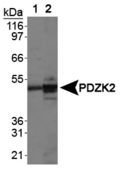 IKEPP Antibody, Novus Biologicals 0.1mL; Unlabeled:Antibodies, Polyclonal