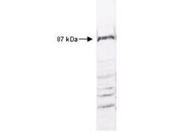 IKK beta Antibody, Novus Biologicals 0.1mL; Unlabeled:Antibodies, Polyclonal