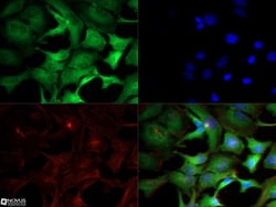 IKK alpha Antibody (14A231) - BSA Free, Novus Biologicals 0.025mg; Unlabeled:Antibodies,