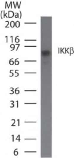 IKK beta Antibody (10A9B6) - BSA Free, Novus Biologicals 0.1mg; Unlabeled:Antibodies,
