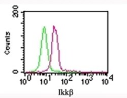 IKK beta Antibody (10AG2) - BSA Free, Novus Biologicals:Antibodies:Primary