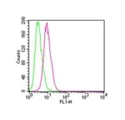 IKK beta Antibody (10AG2) - BSA Free, Novus Biologicals:Antibodies:Primary