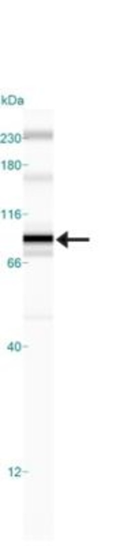 IKK beta Antibody (10AG2) - BSA Free, Novus Biologicals:Antibodies:Primary