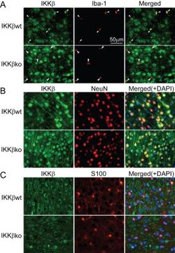 IKK beta Antibody, Novus Biologicals 0.1mL; Unlabeled:Antibodies, Polyclonal