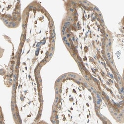 IKK gamma Antibody, Novus Biologicals:Antibodies:Primary Antibodies