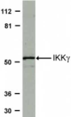IKK gamma Antibody - BSA Free, Novus Biologicals 0.1mg; Unlabeled:Antibodies,
