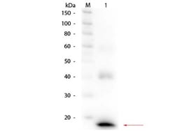 IL-1 beta/IL-1F2 Antibody, Biotin, Novus Biologicals 0.1mg; Biotin:Antibodies,