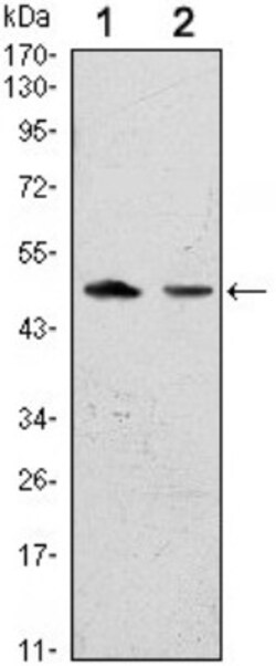 IL-10 Antibody (3C12C12), Novus Biologicals 0.1mg; Unlabeled:Anticorps,