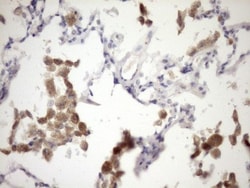 IL-12 p70/IL-12A Antibody (OTI2A8), Novus Biologicals 0.1mL; Unlabeled:Antibodies,