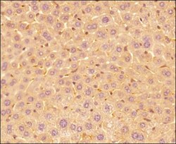 IL-17E/IL-25 Antibody (68C1039.2) - BSA Free, Novus Biologicals:Antibodies:Primary