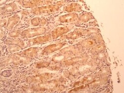 IL-17F Antibody (4H1629.1) - BSA Free, Novus Biologicals:Antibodies:Primary