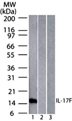 IL-17F Antibody (4H1629.1) - BSA Free, Novus Biologicals:Antibodies:Primary