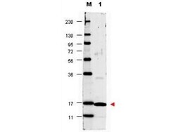 IL-17/IL-17A Antibody - Azide and BSA Free, Novus Biologicals 0.1 mg | Buy Online | Novus Biologicals | Fisher Scientific