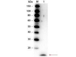 IL-17/IL-17A Antibody - Azide and BSA Free, Novus Biologicals 0.1 mg | Buy Online | Novus Biologicals | Fisher Scientific