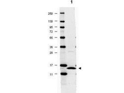 IL-17/IL-17A Antibody - Azide and BSA Free, Novus Biologicals 0.1 mg | Buy Online | Novus Biologicals | Fisher Scientific