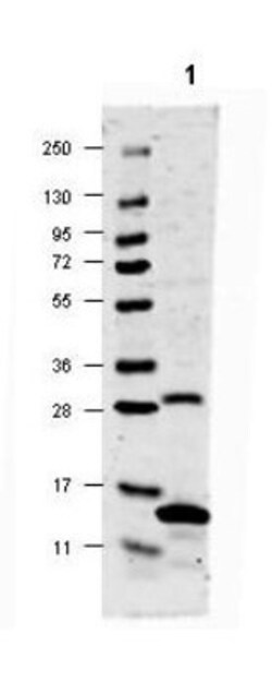 IL-17/IL-17A Antibody - Azide and BSA Free, Novus Biologicals 0.1 mg | Buy Online | Novus Biologicals | Fisher Scientific