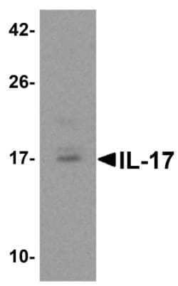 IL-17/IL-17A Antibody - BSA Free, Novus Biologicals 0.1mg; Unlabeled:Antibodies,
