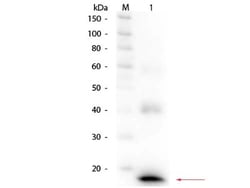 IL-1 beta/IL-1F2 Antibody, Biotin, Novus Biologicals 0.1mg; Biotin:Antibodies,