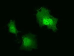 IL-36 alpha/IL-1F6 Antibody (OTI1A4), Novus Biologicals 0.1mL; Unlabeled:Antibodies,