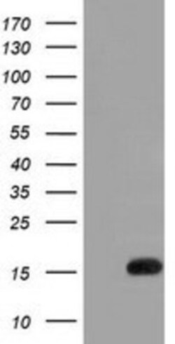 IL-36 alpha/IL-1F6 Antibody (OTI1A4), Novus Biologicals 0.1mL; Unlabeled:Antibodies,