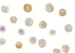 IL-1 RAcP/IL-1 R3 Antibody - BSA Free, Novus Biologicals 0.025 mg, Unconjugated:Antikörper