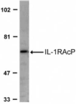 IL-1 RAcP/IL-1 R3 Antibody - BSA Free, Novus Biologicals 0.1mg; Unlabeled:Antibodies,