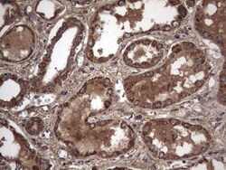 IL-1ra/IL-1F3/IL1RN Antibody (OTI2B1), Novus Biologicals 0.1mL; Unlabeled:Antibodies,