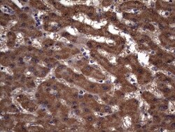 IL-1ra/IL-1F3/IL1RN Antibody (OTI2B1), Novus Biologicals 0.1mL; Unlabeled:Antibodies,