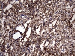 IL-1ra/IL-1F3/IL1RN Antibody (OTI2B1), Novus Biologicals 0.1mL; Unlabeled:Antibodies,