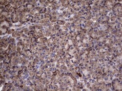 IL-1ra/IL-1F3/IL1RN Antibody (OTI2B1), Novus Biologicals 0.1mL; Unlabeled:Antibodies,