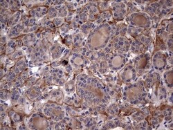 IL-1ra/IL-1F3/IL1RN Antibody (OTI2B1), Novus Biologicals 0.1mL; Unlabeled:Antibodies,