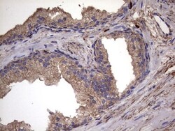 IL-1ra/IL-1F3/IL1RN Antibody (OTI2B1), Novus Biologicals 0.1mL; Unlabeled:Antibodies,