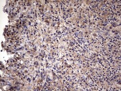 IL-1ra/IL-1F3/IL1RN Antibody (OTI2B1), Novus Biologicals 0.1mL; Unlabeled:Antibodies,